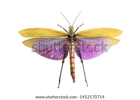 Giant grasshopper with wings isolated on white background. Titanacris albipes colorful winged beauty insect, top view