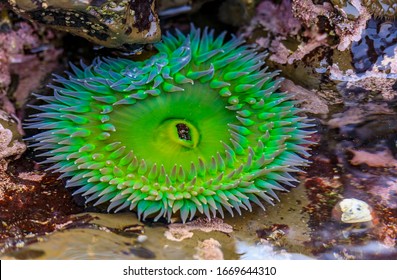 Giant green anemone under water in a Pacific Ocean tide pool at the Fitzgerald Marine Reserve in Northern California, Bay Area south of San Francisco