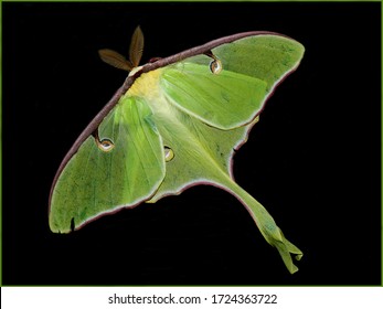 Giant Green Luna Moth on Black background - Powered by Shutterstock