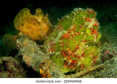 Giant Green Pregnant Female Frogfish And Yellow Male Frogfish