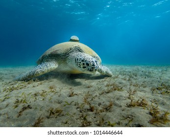 Giant Green Sea Turtle Dugong Feeds On Sea Grass Red Sea Egypt