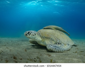 Giant Green Sea Turtle Dugong Feeds On Sea Grass Red Sea Egypt