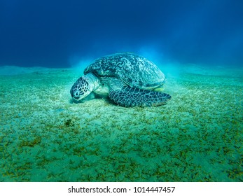 Giant Green Sea Turtle Dugong Feeds On Sea Grass Red Sea Egypt