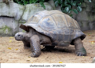 4,365 Giant Tortoise Face Images, Stock Photos & Vectors | Shutterstock