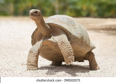 Giant grey tortoise standing on tropical island - Shutterstock ID 398502073
