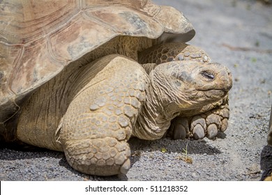 Giant Grey Tortoise Standing On Tropical Stock Photo (Edit Now) 511218409