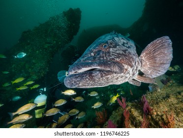 Giant Grouper, Aliwal Shoal, South Africa.