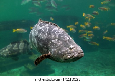 695 Blue spotted grouper fish Images, Stock Photos & Vectors | Shutterstock