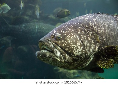 Giant Grouper Epinephelus Lanceolatus Known Brindlebass Stock Photo ...