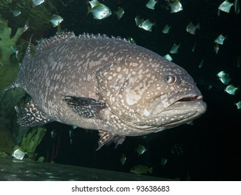 The Giant Grouper (Epinephelus Lanceolatus), Also Known As The Brindle Bass, Brown Spotted Cod, Or Bumblebee Grouper And As The Queensland Groper