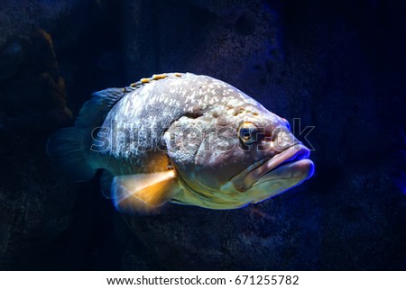 Giant grouper Epinephelus lanceolatus , also known as banded rockcod. Stock photo © 