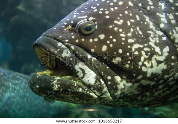 Giant Grouper Epinephelus Lanceolatus Known Brindlebass Stock Photo Edit Now 1016658217