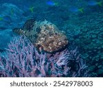 giant grouper, Queensland groper, brindle grouper or mottled-brown sea bass (Epinephelus lanceolatus) Papua, Indonesian