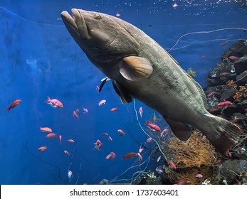 The Giant Grouper And Some Small Fish In An Aquarium., It Also Known As The Brindlebass, Brown Spotted Cod Or Bumblebee Grouper – And As The Queensland Groper In Australis
