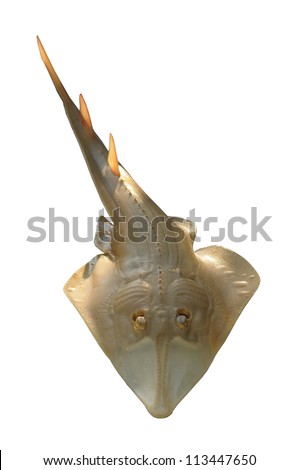 Giant guitarfish (Rhynchobatus djiddensis)