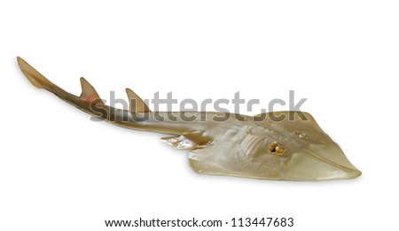 Giant guitarfish (Rhynchobatus djiddensis)