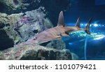 Giant guitarfish (Rhynchobatus djiddensis) in aquarium.