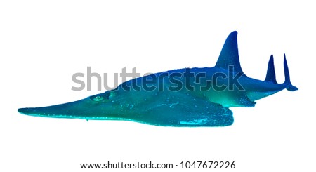 Giant Guitarfish (Shovelnose Ray) isolated on white background. Shark Ray