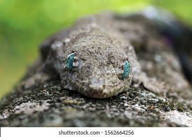 The Giant Halmahera Gecko Camouflage On Wood, Halmahera Giant Gecko Closeup, Animal Closeup