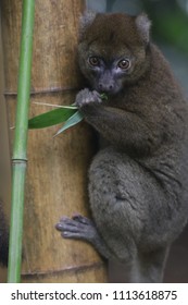 Giant Hapalemur Prolemur Simus