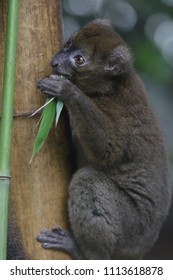 Giant Hapalemur Prolemur Simus