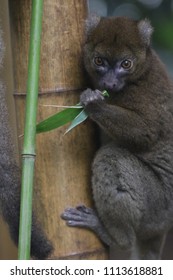 Giant Hapalemur Prolemur Simus