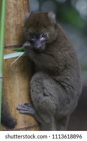 Giant Hapalemur Prolemur Simus