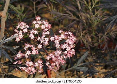 Giant Herb Robert In Sunny June