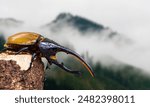 Giant Hercules beetle Dynastes hercules