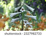 Giant himalayan lily in flower.