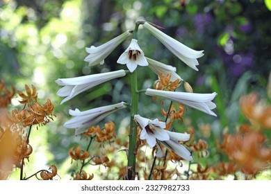 Giant himalayan lily in flower.