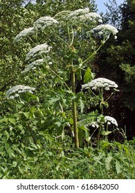 Giant Hogweed