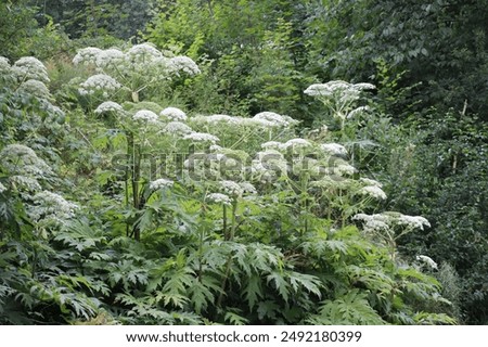 Giant hogweed between two Sections of Road