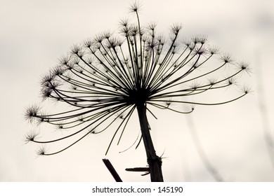 Giant hogweed in silhouette.