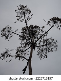 Giant Hogweed Silhouette - Blackwhite