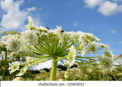 Giant Hogweed Wild Herb