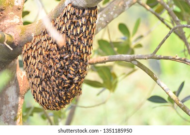 Giant Honeycomb Thousand Bees Massive Hornet Stock Photo 1351185950 ...