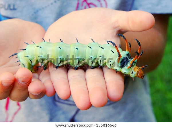 Suchen Sie Nach Giant Horned Caterpillar Royal Walnut Moth Stockbildern In Hd Und Millionen Weiteren Lizenzfreien Stockfotos Illustrationen Und Vektorgrafiken In Der Shutterstock Kollektion Jeden Tag Werden Tausende Neue Hochwertige Bilder