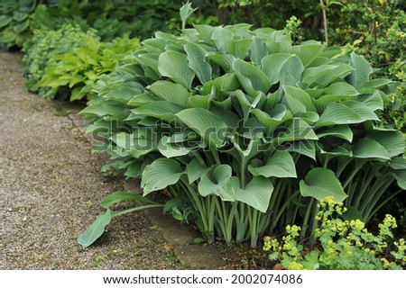 Giant Hosta Krossa Regal with large bluish-green leaves grows in a garden in June