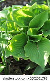 Giant Hosta Winter Snow With Large Variegated Leaves Grows In A Garden In May