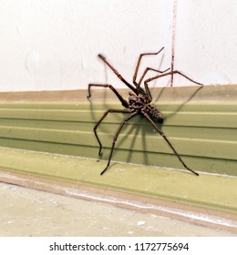 Giant House Spider.