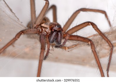 Giant House Spider