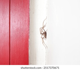 Giant house spider in door frame corner. Sideview. About 6 cm large hairy spider with brown pattern living in a hallway of a building. Known as Eratigena atrica. Selective focus. Lucerne, Switzerland. - Powered by Shutterstock