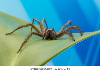 Giant house spider (Eratigena atrica). Abstract blue background.