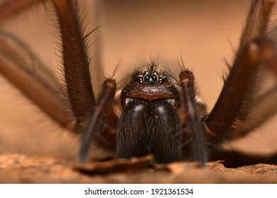 Giant House Spider, Eratigena Atrica