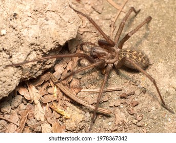 Giant House Spider Eratigena Atrica