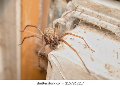 Giant House Spider Eratigena Atrica