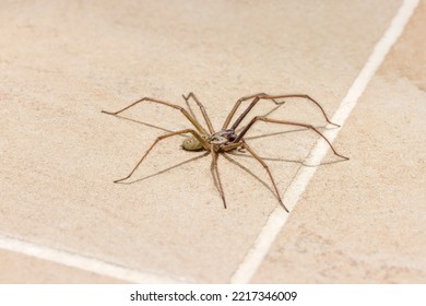 Giant House Spider (Eratigena Atrica) On A Tiled Kitchen Floor In A UK House