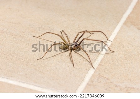 Giant house spider (Eratigena atrica) on a tiled kitchen floor in a UK house