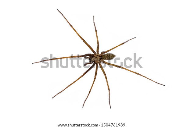 Giant House Spider Eratigena Atrica Top Stock Photo (Edit Now) 1504761989